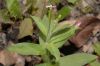 image of Epilobium parviflorum