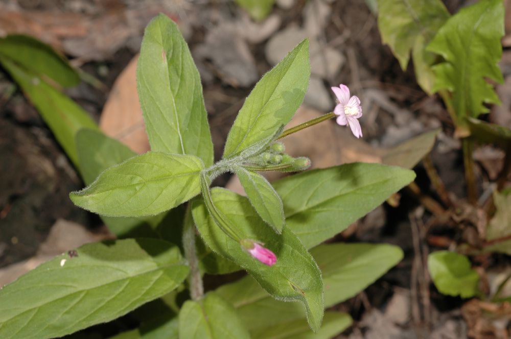 Onagraceae Epilobium parviflorum