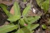 image of Epilobium parviflorum