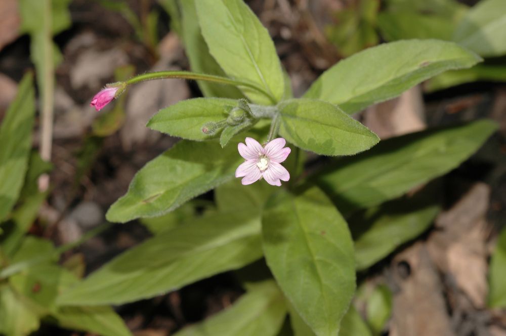 Onagraceae Epilobium parviflorum