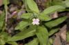 image of Epilobium parviflorum