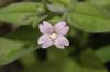 image of Epilobium parviflorum