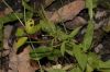 image of Epilobium parviflorum
