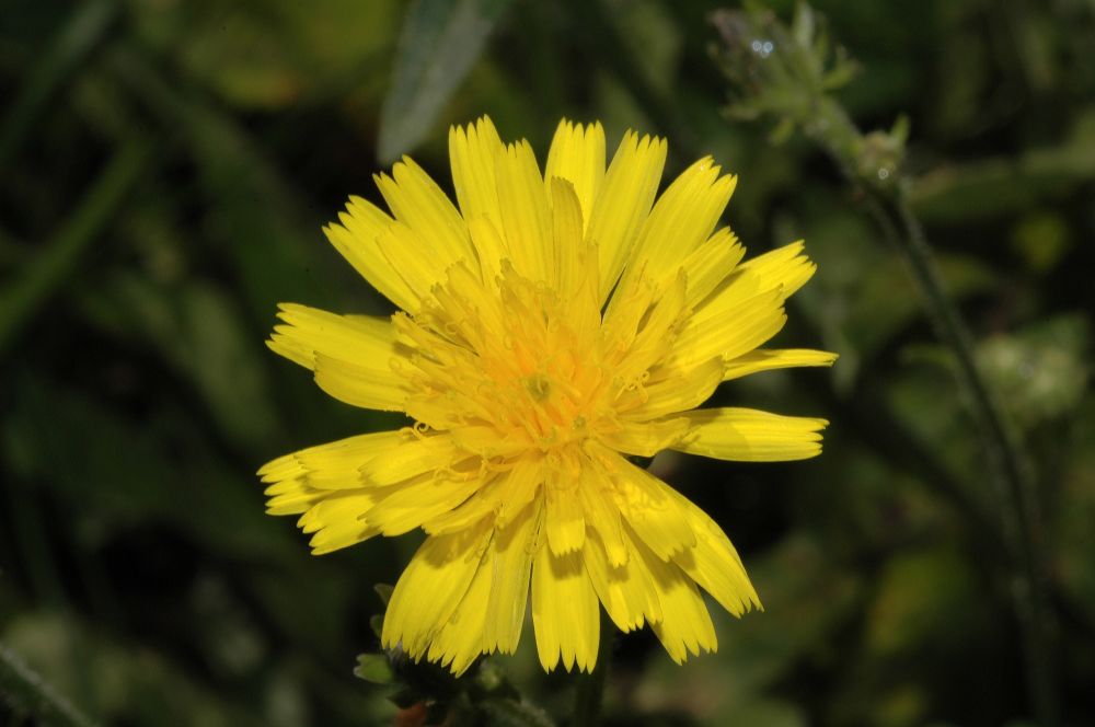 Asteraceae Picris hieracioides