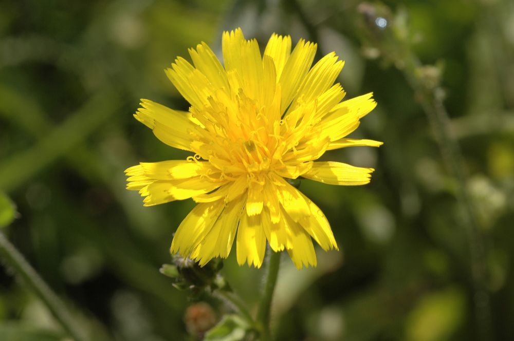Asteraceae Picris hieracioides