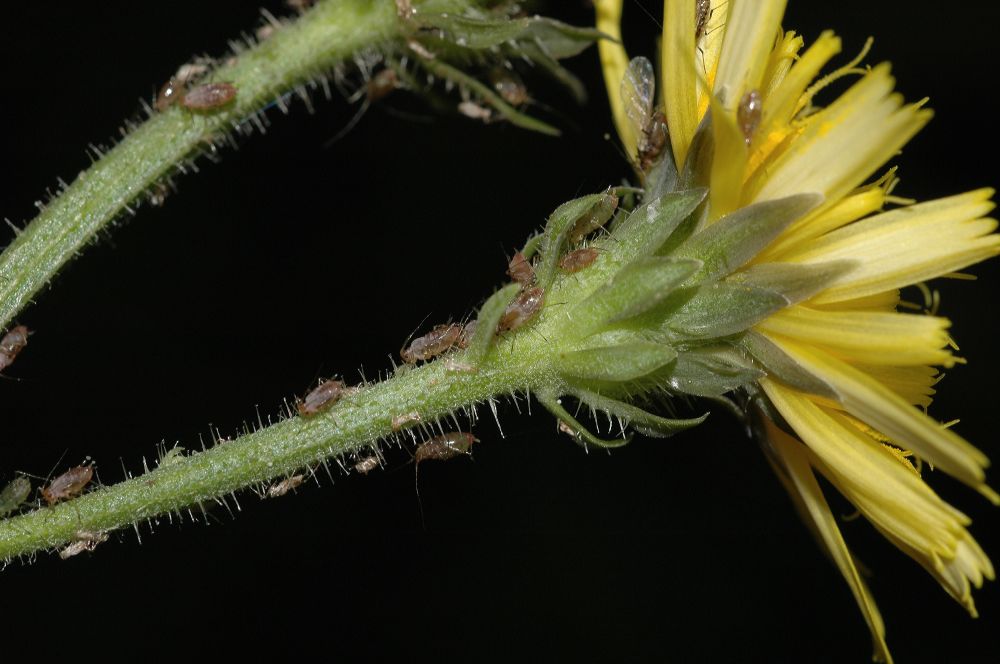 Asteraceae Picris hieracioides