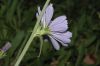 image of Cichorium intybus