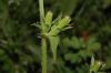 image of Cichorium intybus