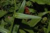 image of Cichorium intybus