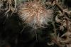 image of Cirsium vulgare