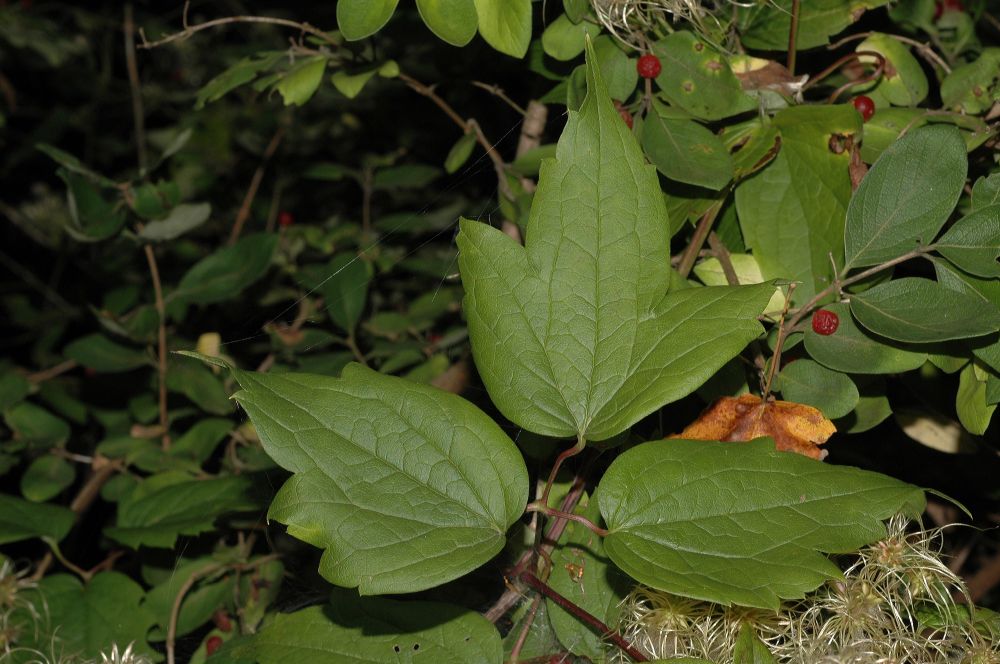 Ranunculaceae Clematis virginiana