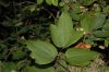 image of Clematis virginiana