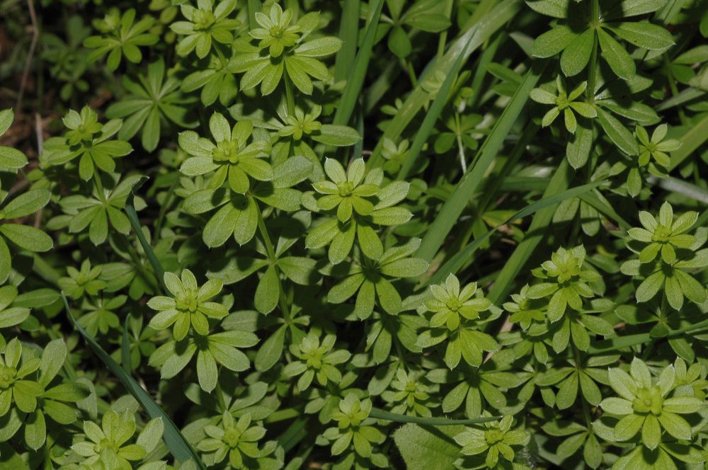 Rubiaceae Galium 