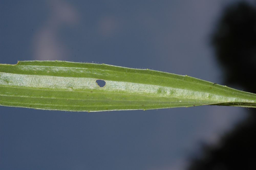 Plantaginaceae Plantago 
