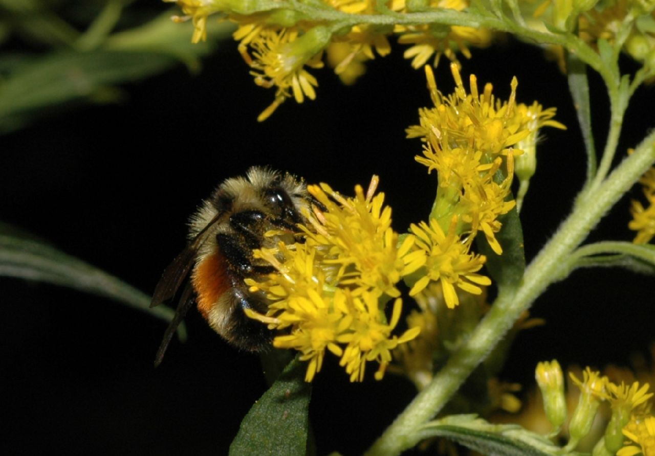 Asteraceae Solidago canadensis