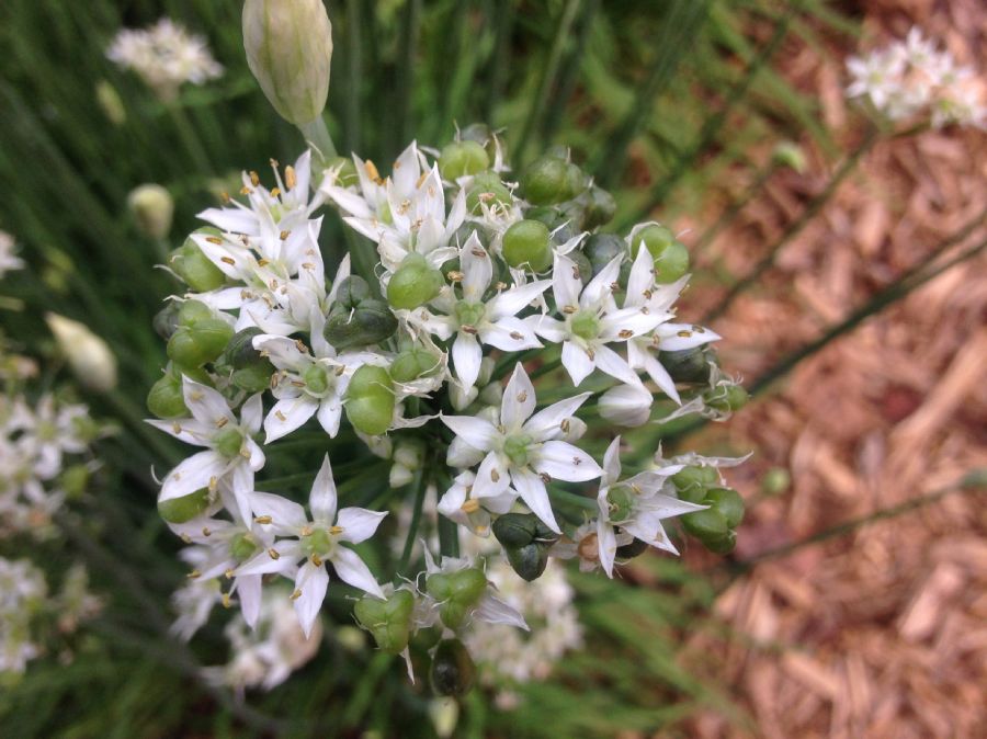 Amaryllidaceae Allium tuberosum