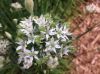 image of Allium tuberosum