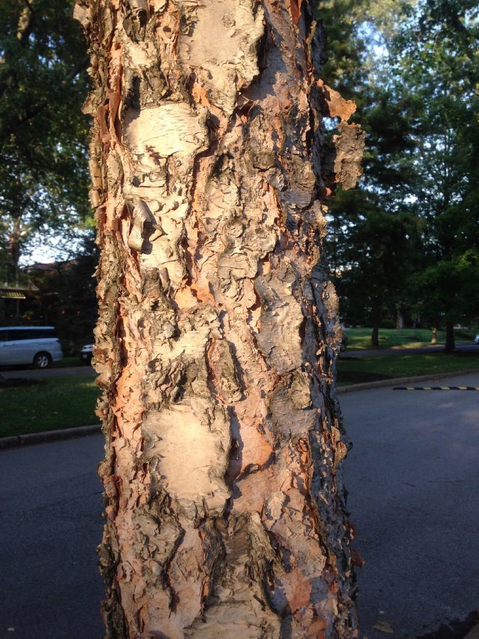 Betulaceae Betula nigra