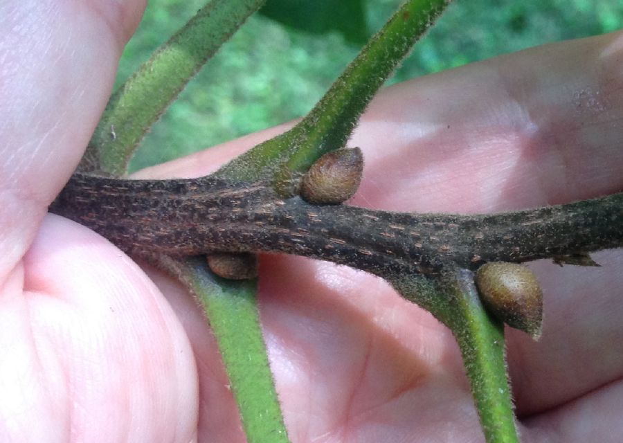Juglandaceae Carya tomentosa