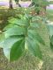 image of Carya tomentosa