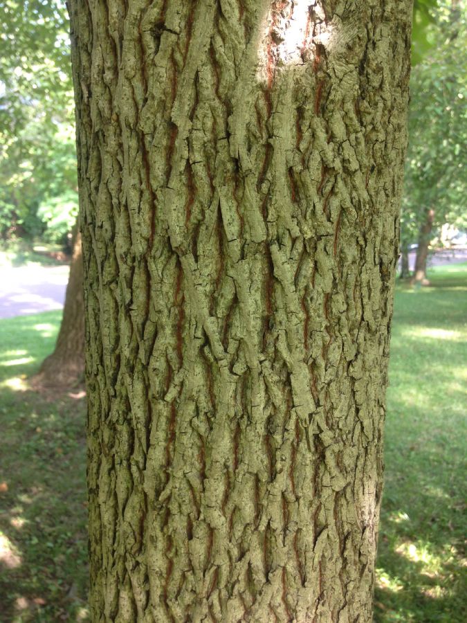 Juglandaceae Carya tomentosa