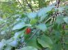 image of Cornus mas
