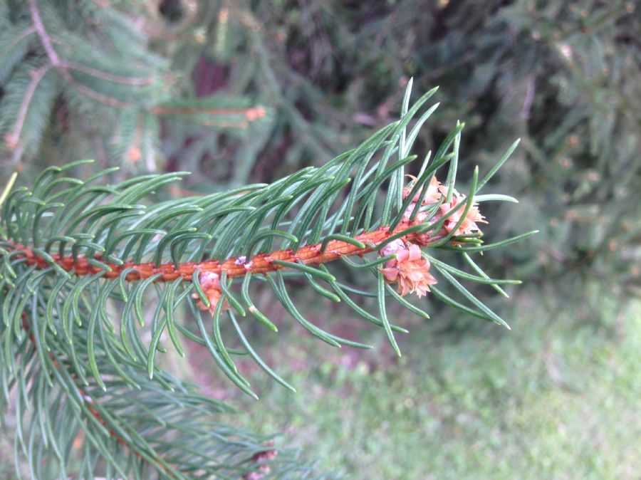 Pinaceae Picea abies