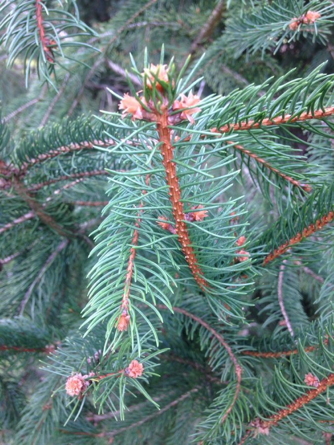 Pinaceae Picea abies