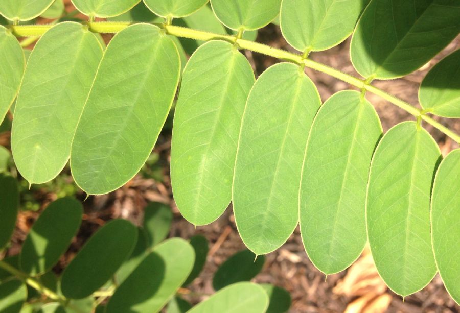 Fabaceae Robinia pseudoacacia