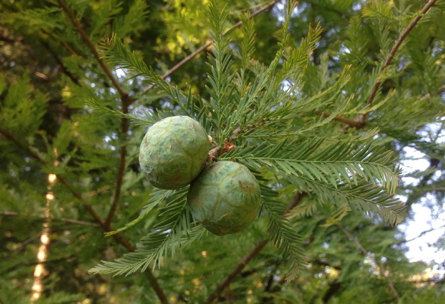 Cupressaceae Taxodium distichum