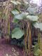 image of Catalpa ovata