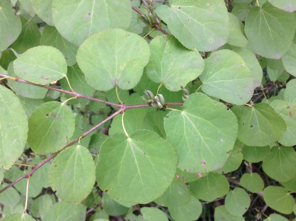 Cercidiphyllaceae Cercidiphyllum japonicum