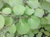 image of Cercidiphyllum japonicum