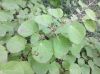 image of Cercidiphyllum japonicum