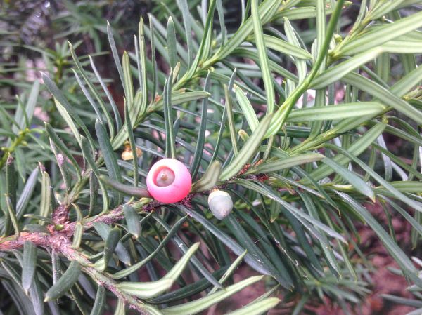 Taxaceae Taxus canadensis