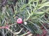 image of Taxus canadensis