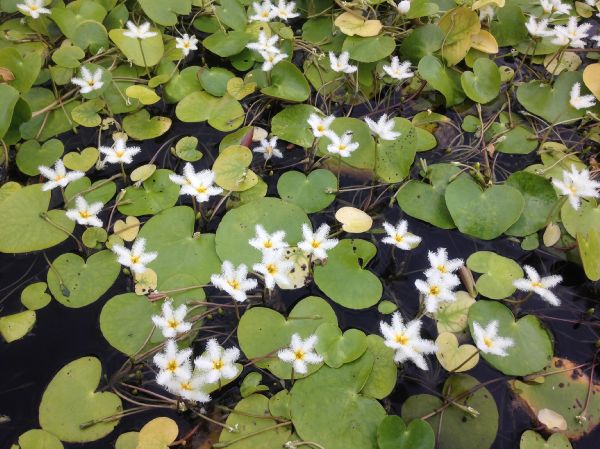 Menyanthaceae Nymphoides indica