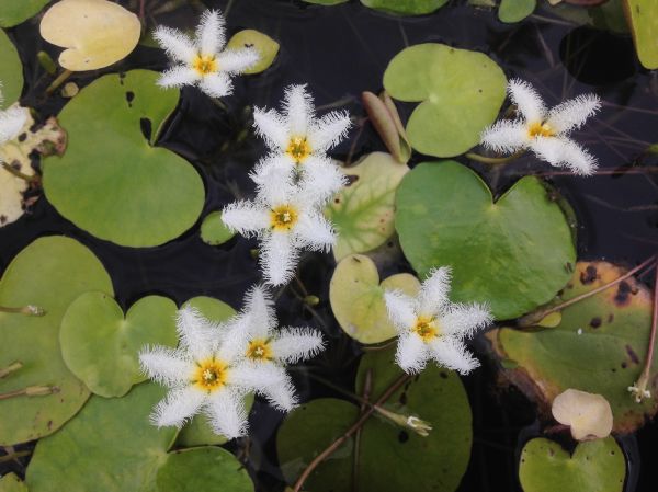Menyanthaceae Nymphoides indica