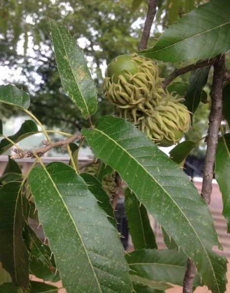 Fagaceae Quercus acutissima