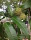 image of Quercus acutissima