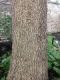 image of Quercus muehlenbergii