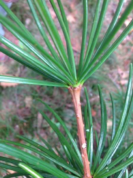 Sciadopityaceae Sciadopitys verticillata