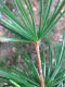 image of Sciadopitys verticillata