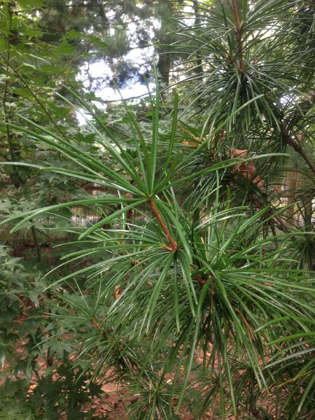 Sciadopityaceae Sciadopitys verticillata