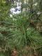image of Sciadopitys verticillata