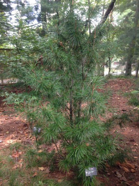 Sciadopityaceae Sciadopitys verticillata
