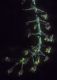 image of Coriaria 