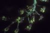 image of Coriaria 