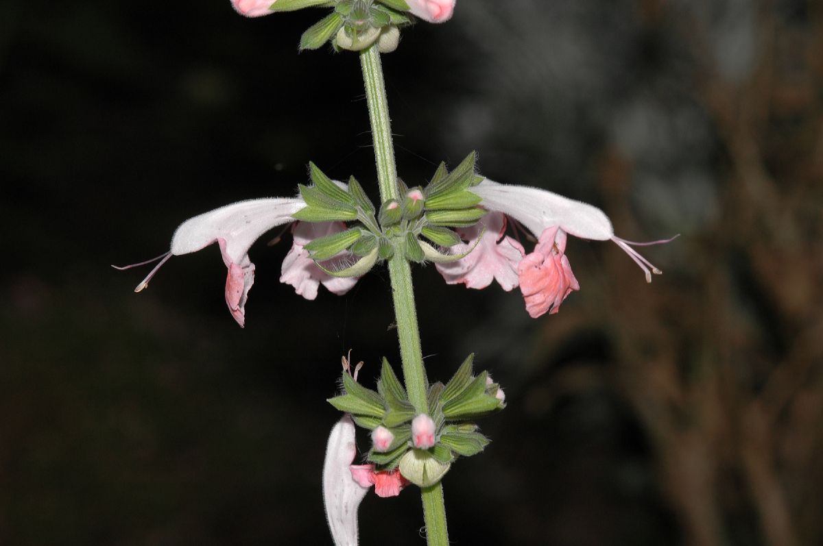 Lamiaceae Salvia 
