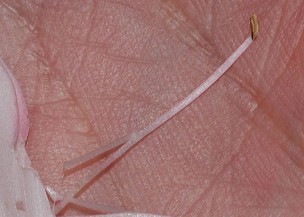 Lamiaceae Salvia 